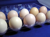 烏骨鶏の卵（パック入り）の写真