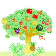 果物の画像２