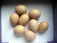 ウコッケイ初卵（ハツタマゴ）