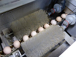 洗卵機の乾燥工程の写真