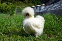 松本ファーム 鑑賞用白烏骨鶏の写真