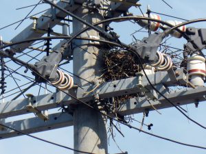松本ファーム付近の電柱にカラスの巣の写真2