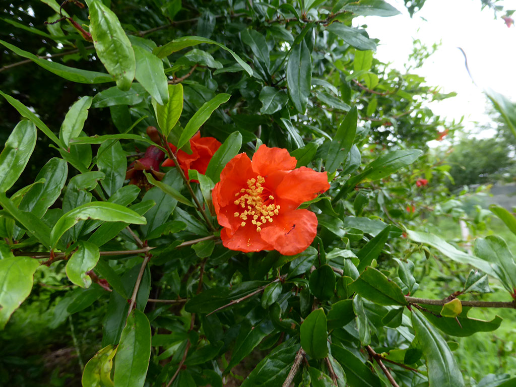 松本ファームのザクロの花