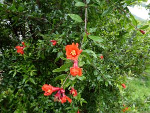 松本ファームのザクロの花