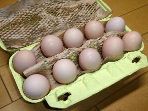 烏骨鶏ギフトの烏骨鶏の卵