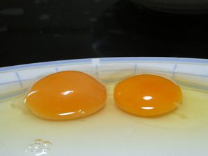 烏骨鶏のたまご　Mサイズと初産み卵